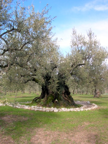 Výsledok vyhľadávania obrázkov pre dopyt Umbria tree